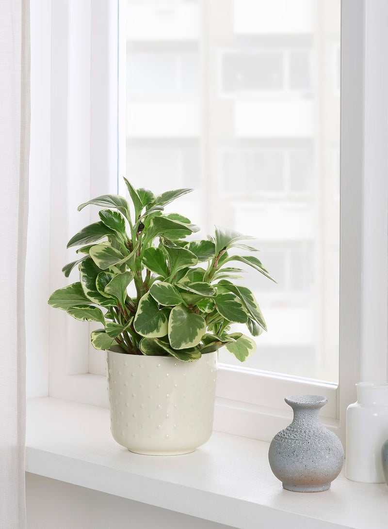 erorex Plant pot, in/outdoor off-white, 12 cm - Image 5