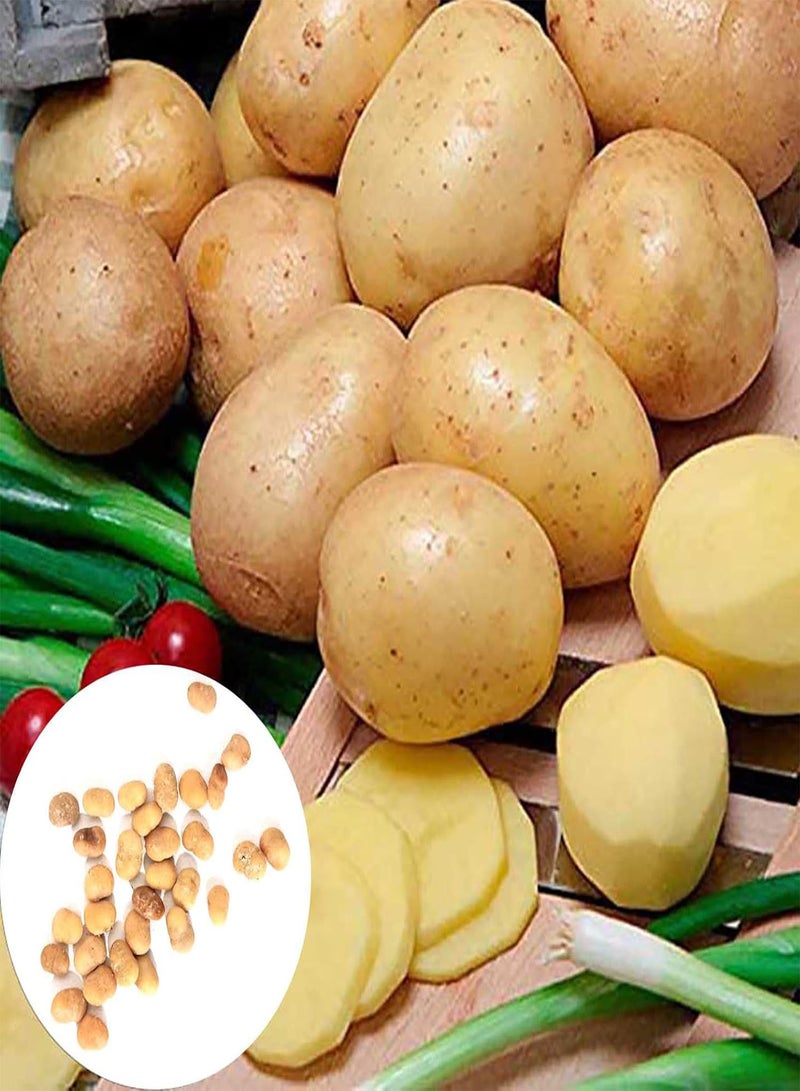 GGOOT 30Pcs Vegetable Potato Seeds, Productive Non-GMO Fresh Sweet Natural Potato Seeds Farm Supplies for Yard Garden Potato Seeds for Lawn - Image 1