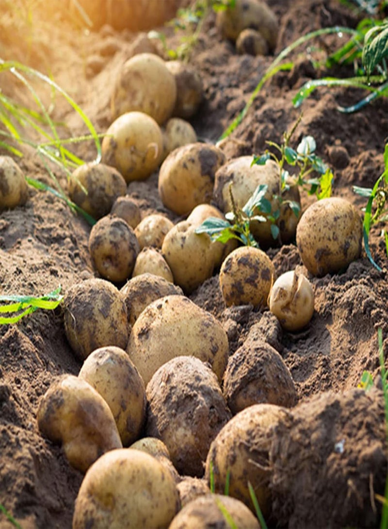 GGOOT 30Pcs Vegetable Potato Seeds, Productive Non-GMO Fresh Sweet Natural Potato Seeds Farm Supplies for Yard Garden Potato Seeds for Lawn - Image 5