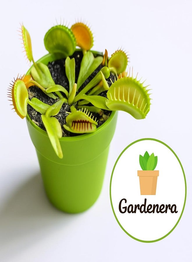 Gardenera Professional Carnivorous Plant Soil - Ready to Use for Venus Flytraps, Sundews, Pitcher Plants, Butterworts | Peat Moss, Coco Coir, Perlite - 1 Quart Bag - Image 3
