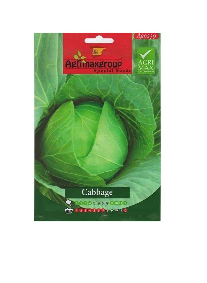 أجريماكس بذور الملفوف عالية الجودة من Agrimaxgroup® - Image 1