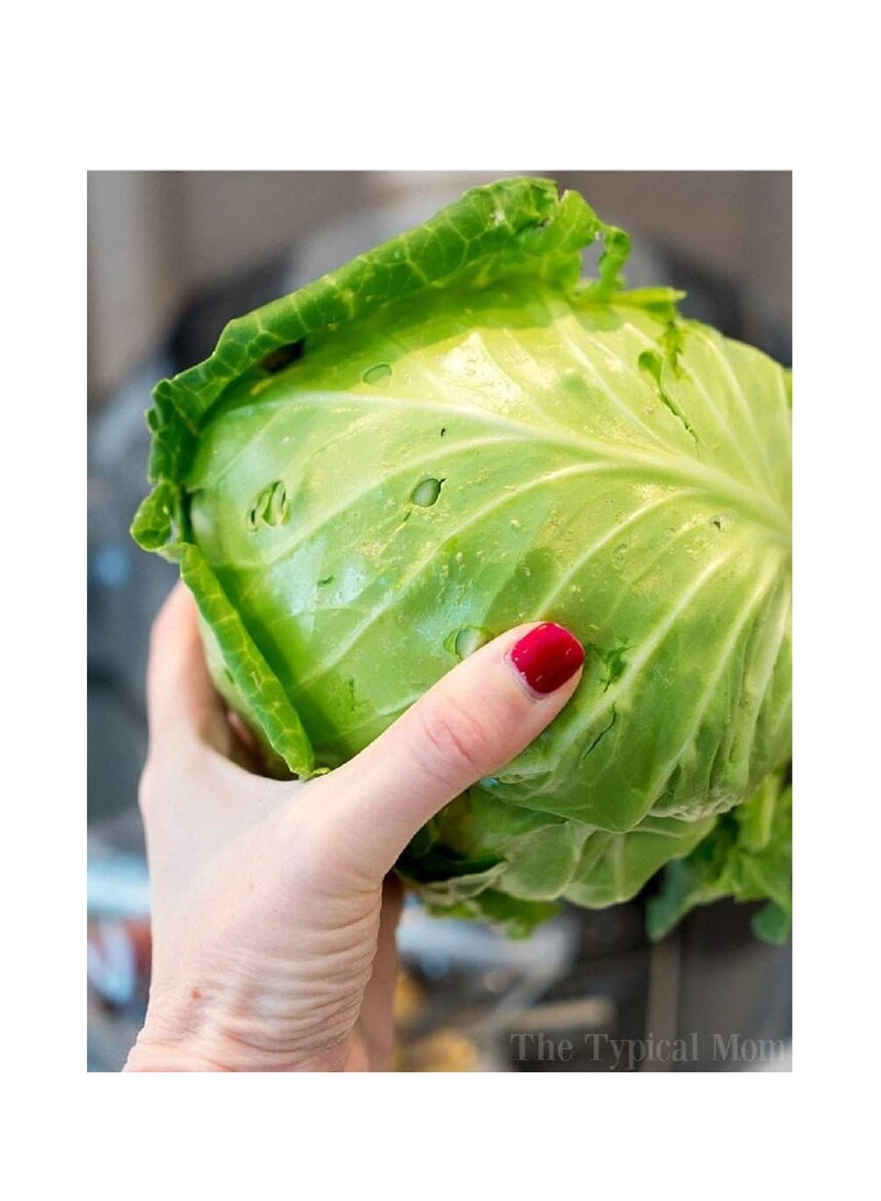 أجريماكس بذور الملفوف عالية الجودة من Agrimaxgroup® - Image 3