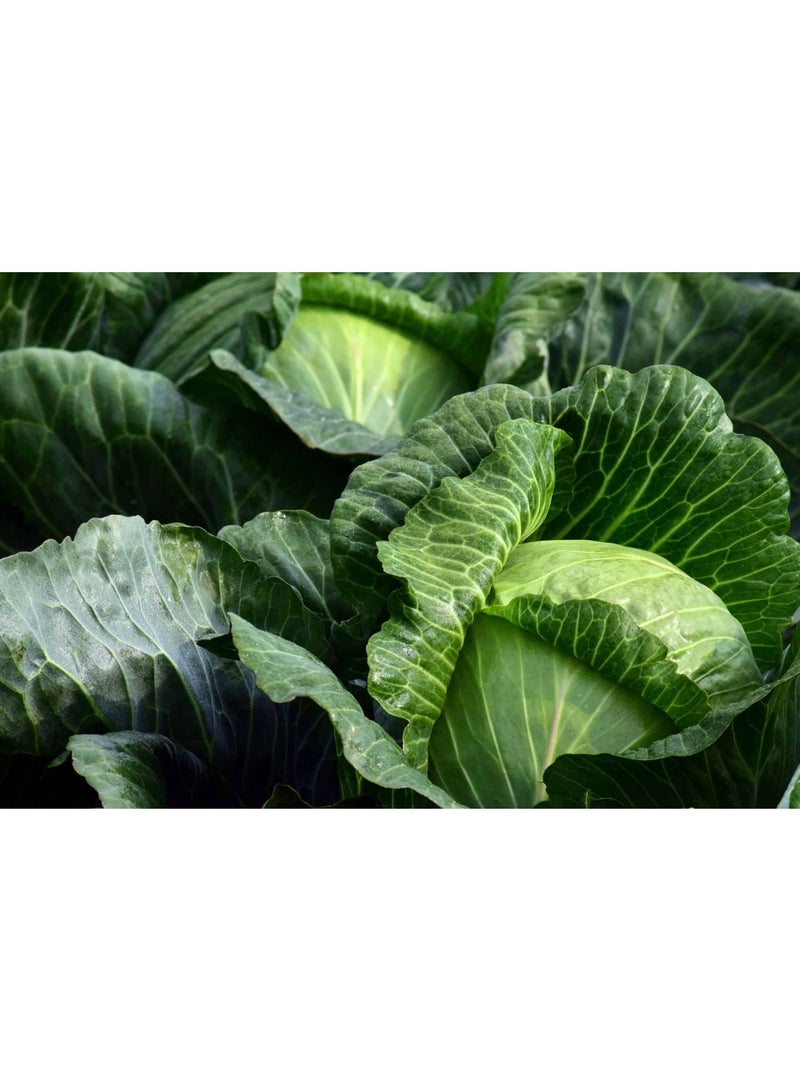 أجريماكس بذور الملفوف عالية الجودة من Agrimaxgroup® - Image 2