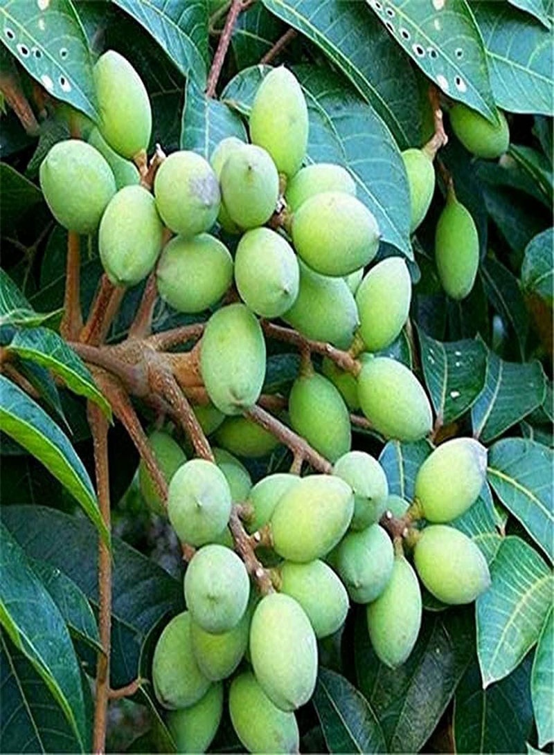 جي جوت 10 قطع من بذور الزيتون تنمو بسرعة جذع مستقيم مظلة واسعة تراثية منخفضة التكلفة سهلة الصيانة حديقة فناء زراعة فناء حديقة ديكور - Image 1