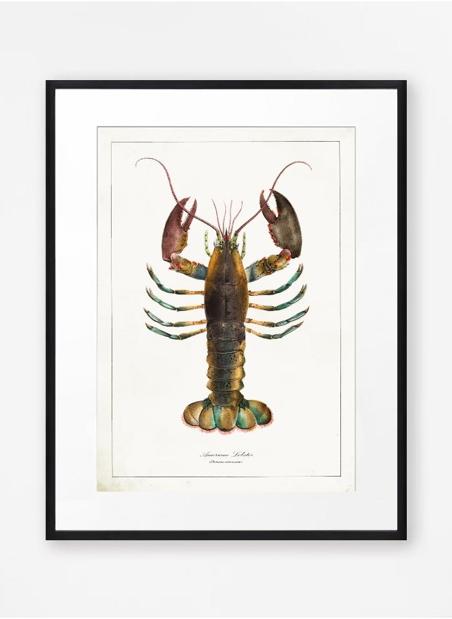 Generic - Vintage Lobster Print, Bathroom Wall Art, Sealife Wall Art, Antique Sealife Illustration, Vintage Kitchen Art - Image 1