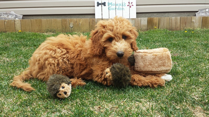 ZippyPaws Burrow- Interactive Dog & Puppy Toys for Boredom, Stimulating Pet Products to Keep them Busy, Hide & Seek Plush Dog Puzzles, Squeaky Toy for Enrichment, For Small & Medium Dogs- Hedgehog Den - Image 4