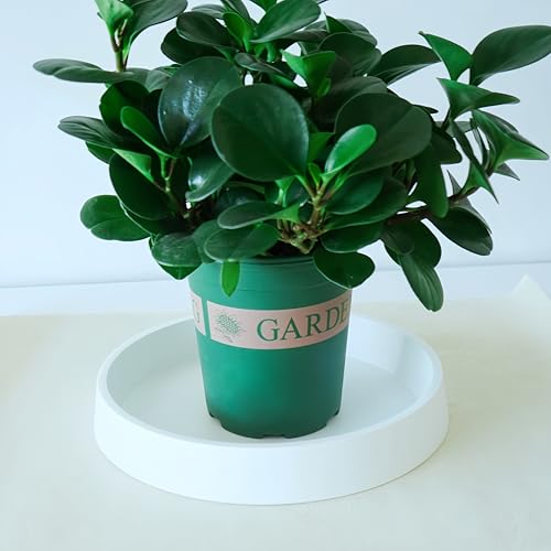 Bleuhome Plant Saucer Tray for Ceramic Plastic Pots, 8 inch Plant Saucers for Indoors, Pot Saucers Trays, Bird Bath Bowls, Flower Planter Water Drip Trays for Pots Base (8", White) - Image 3