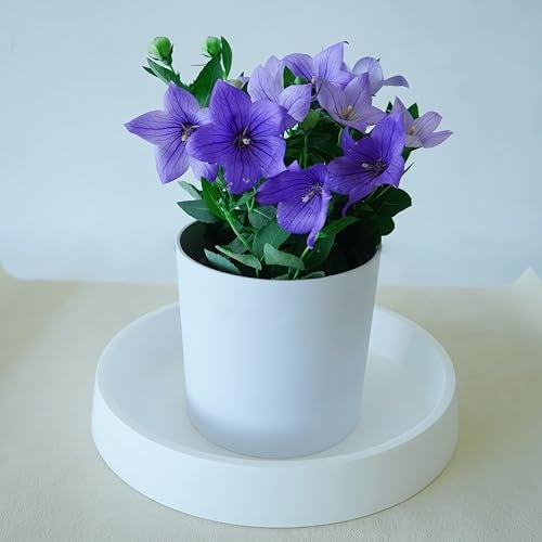Bleuhome Plant Saucer Tray for Ceramic Plastic Pots, 8 inch Plant Saucers for Indoors, Pot Saucers Trays, Bird Bath Bowls, Flower Planter Water Drip Trays for Pots Base (8", White) - Image 4