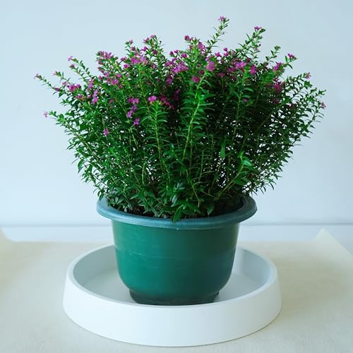 Bleuhome Plant Saucer Tray for Ceramic Plastic Pots, 8 inch Plant Saucers for Indoors, Pot Saucers Trays, Bird Bath Bowls, Flower Planter Water Drip Trays for Pots Base (8", White) - Image 5