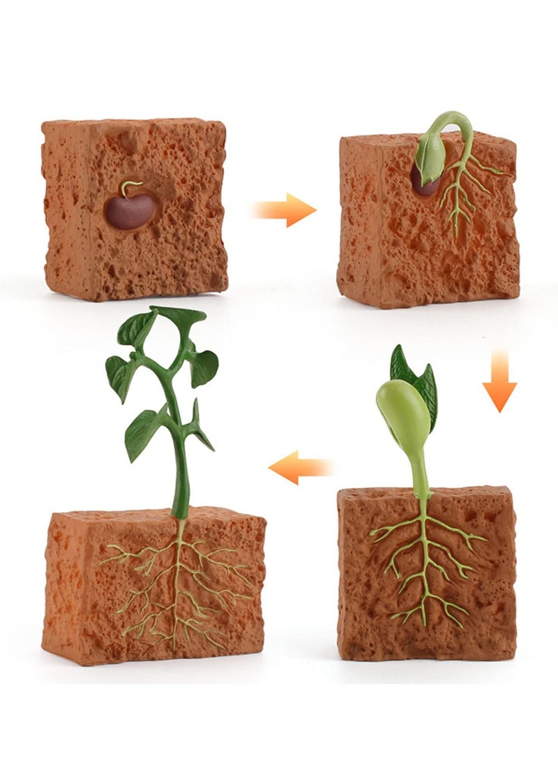 NIBEMINENT 4 Pieces Plant Model Children's Educational Toy Set Life Cycle Theme Growth Education - Image 5
