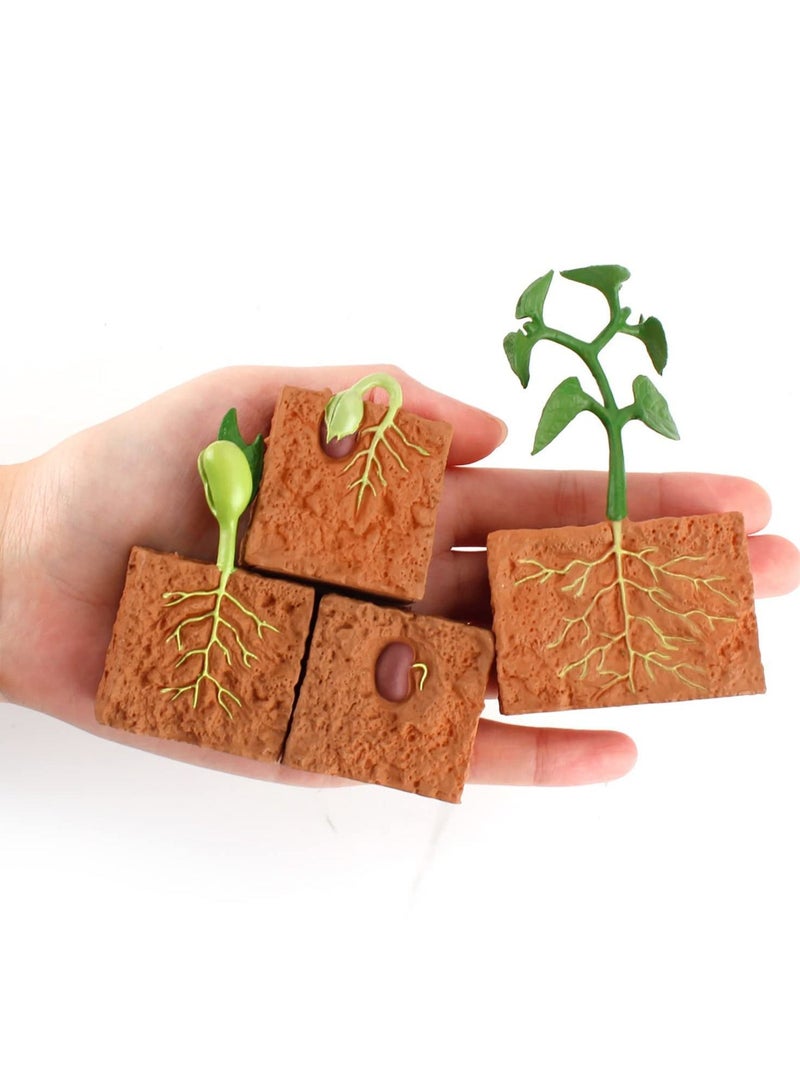 NIBEMINENT 4 Pieces Plant Model Children's Educational Toy Set Life Cycle Theme Growth Education - Image 2
