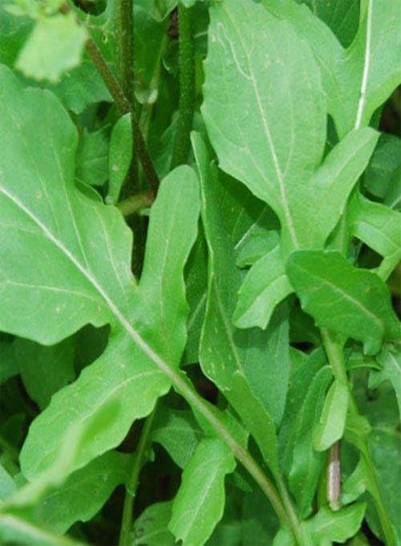 GGOOT Rocket, Cultivated Rocket (3,500) (5g's) Vegetable Seeds - Image 2
