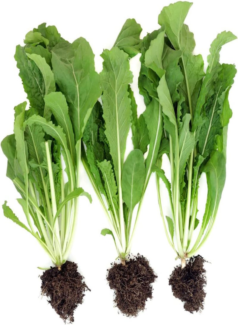 GGOOT Rocket, Cultivated Rocket (3,500) (5g's) Vegetable Seeds - Image 1