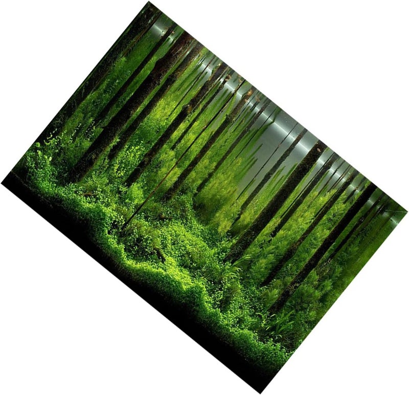 Aquarium Poster Adhesive Underwater Forest Aquarium Colorful Aquarium Decoration Poster Background Poster Background Decoration Paper for Home Aquarium 1 Piece (91 * 50cm) - Image 3