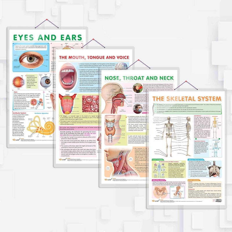 GoWoo COMBO OF 4 ANATOMY CHARTS - Image 1