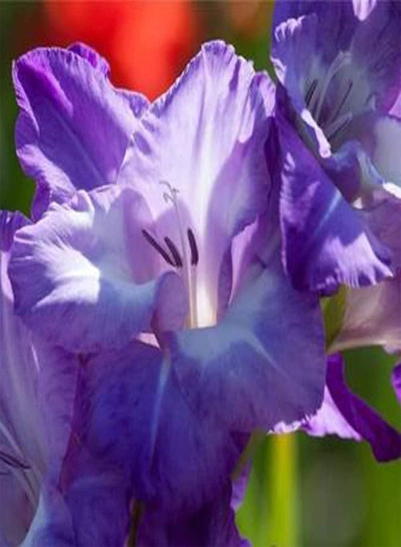 جي جوت 10 قطع من بذور الجلاديولوس الأرجوانية للزراعة الخارجية في الربيع، زهور جميلة تنمو بشكل مستقيم، زهور مقطوعة أنيقة، ديكور مزهرية داخلية - Image 2