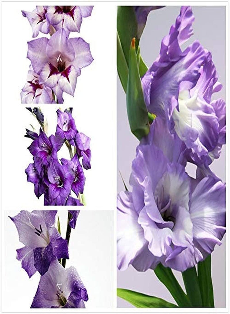 جي جوت 10 قطع من بذور الجلاديولوس الأرجوانية للزراعة الخارجية في الربيع، زهور جميلة تنمو بشكل مستقيم، زهور مقطوعة أنيقة، ديكور مزهرية داخلية - Image 1