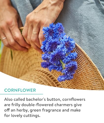 Burpee Wildflower Seeds Cutting Mix | 25,000 Bulk Seeds, Multi, 1 Bag | 15 Varieties of Non-GMO Flower Seeds | Perennial Wildflower Seeds Pollinator Mix | Covers 1,000 Sq. Ft. - Image 3