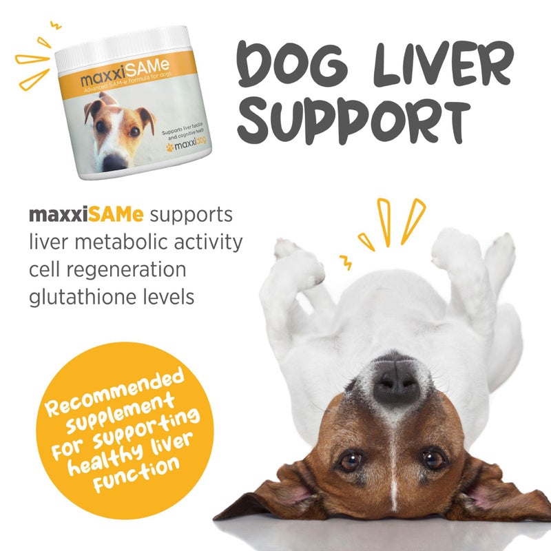 maxxipaws maxxiSAMe Advanced SAM-e Powder Supplement - Liver, Cognitive & Joint Support for Dogs, 5.3oz - Image 2