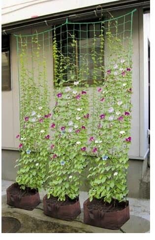 Kabi Aggro Gardening Net for Plants Climbing 8 x 24 Feet for Creeper Plant Climbing Support Used in Terrace, Shade, Roof for Tomato Vegetable Flowers and Other Plants Growth Supporting - Image 4