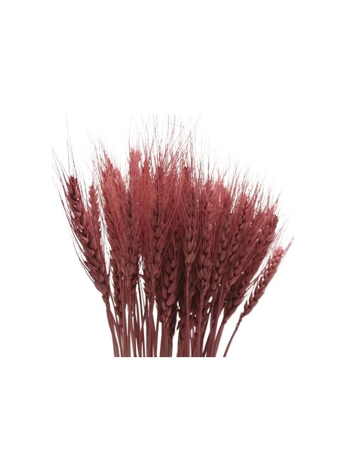 Generic Dry Wheat Grass Bouquet Natural Dried Flowers Bundle (Sangaria, 100) 