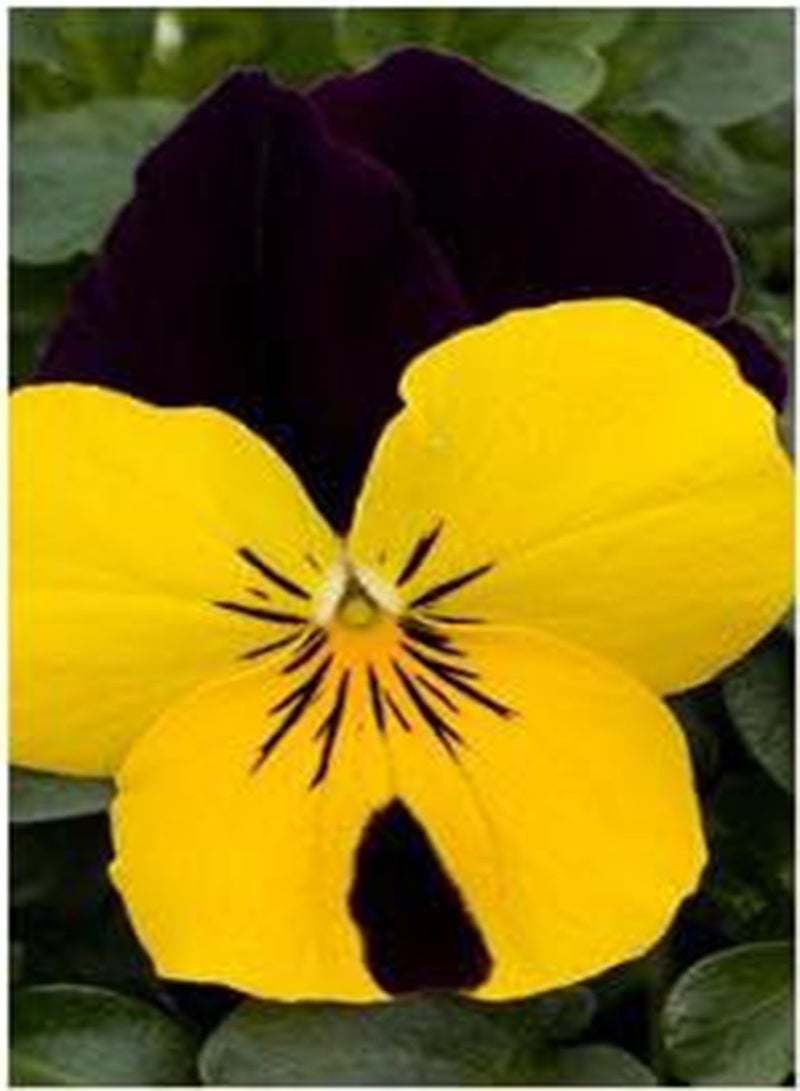 GGOOT Viola Sorbet XP Yellow JumpUp 100 Seeds