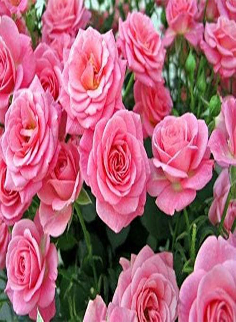 GGOOT 200PC Climbing Rose Flower Seeds - Image 1