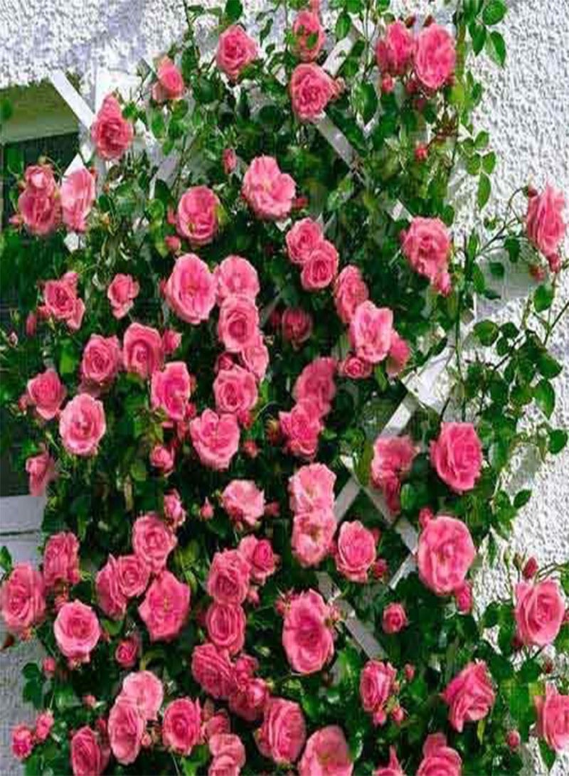 GGOOT 200PC Climbing Rose Flower Seeds - Image 3
