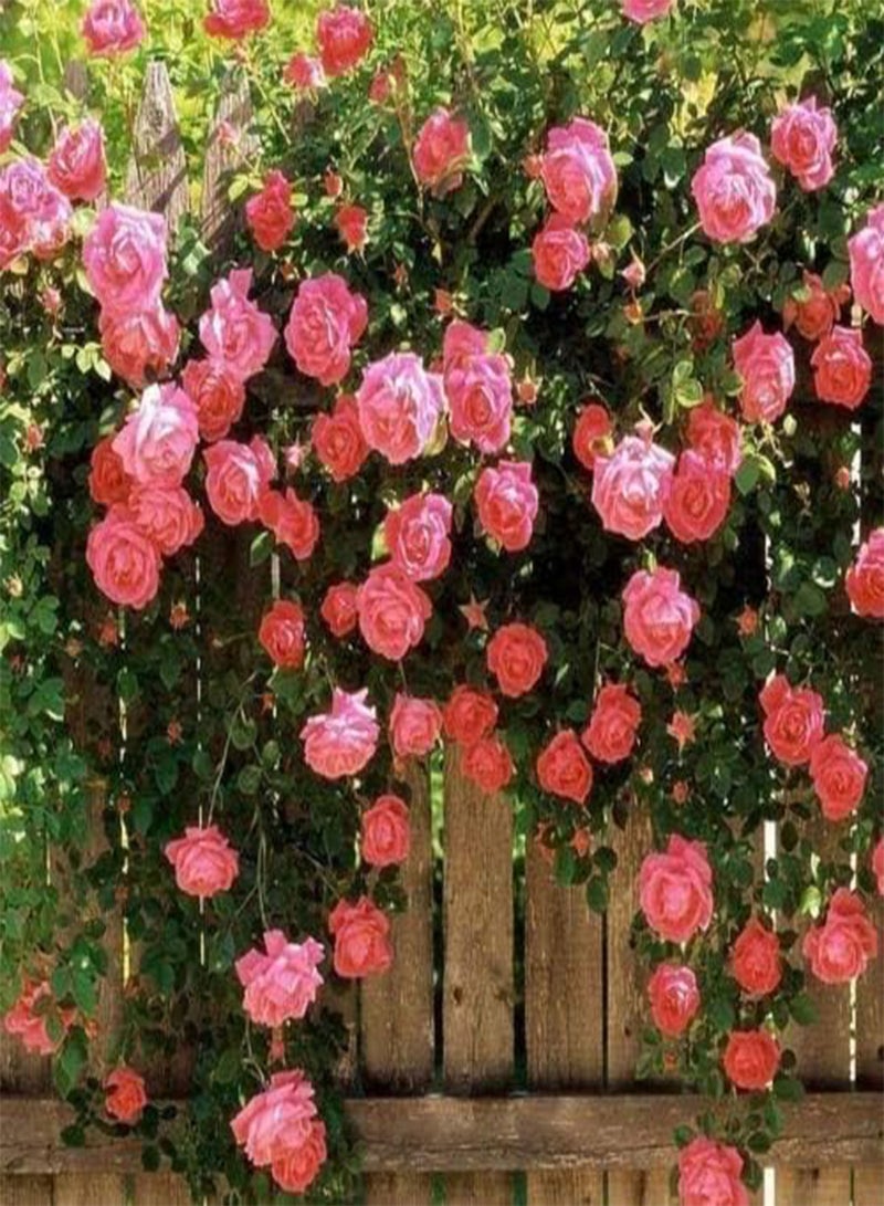 GGOOT 200PC Climbing Rose Flower Seeds - Image 2
