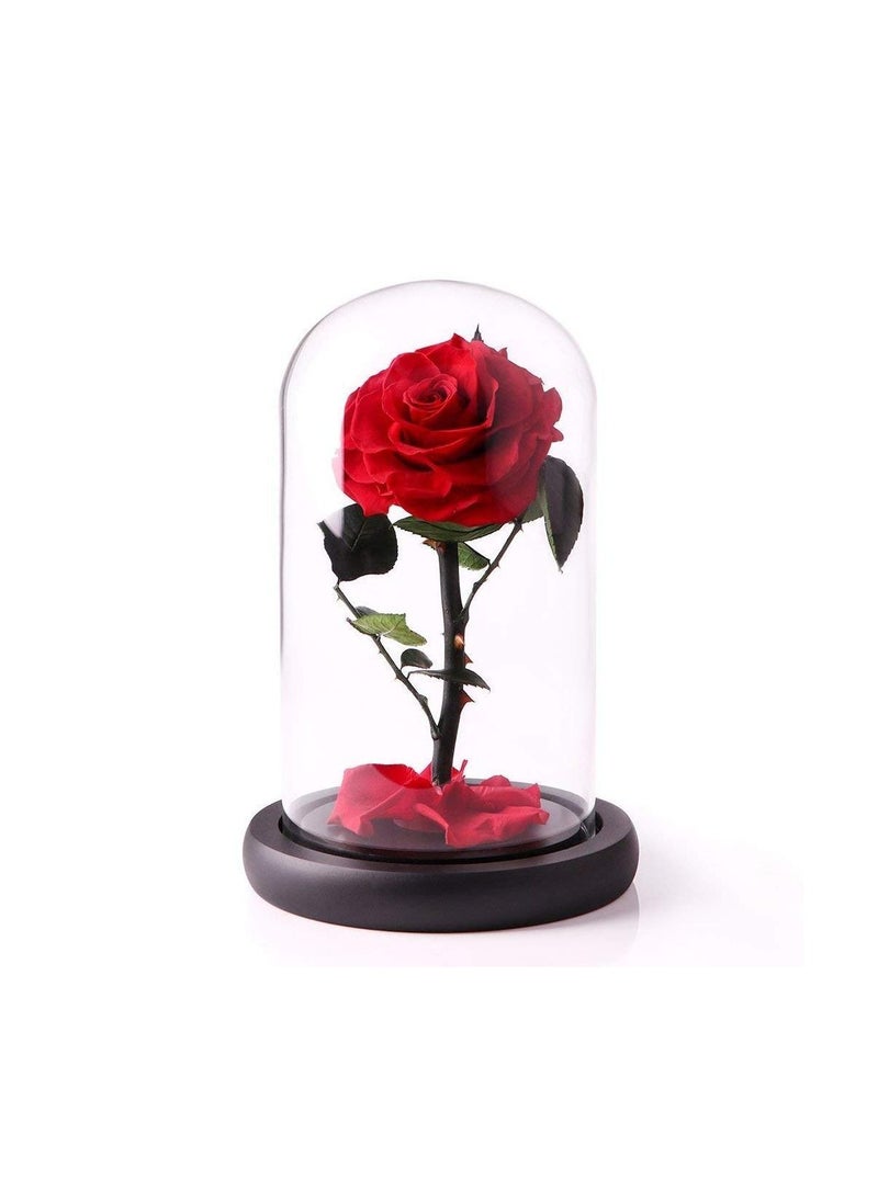 Y&D - Handmade Preserved Flowers Forever Roses in Glass Natural Eternal Never Withered  (Red) - Image 1