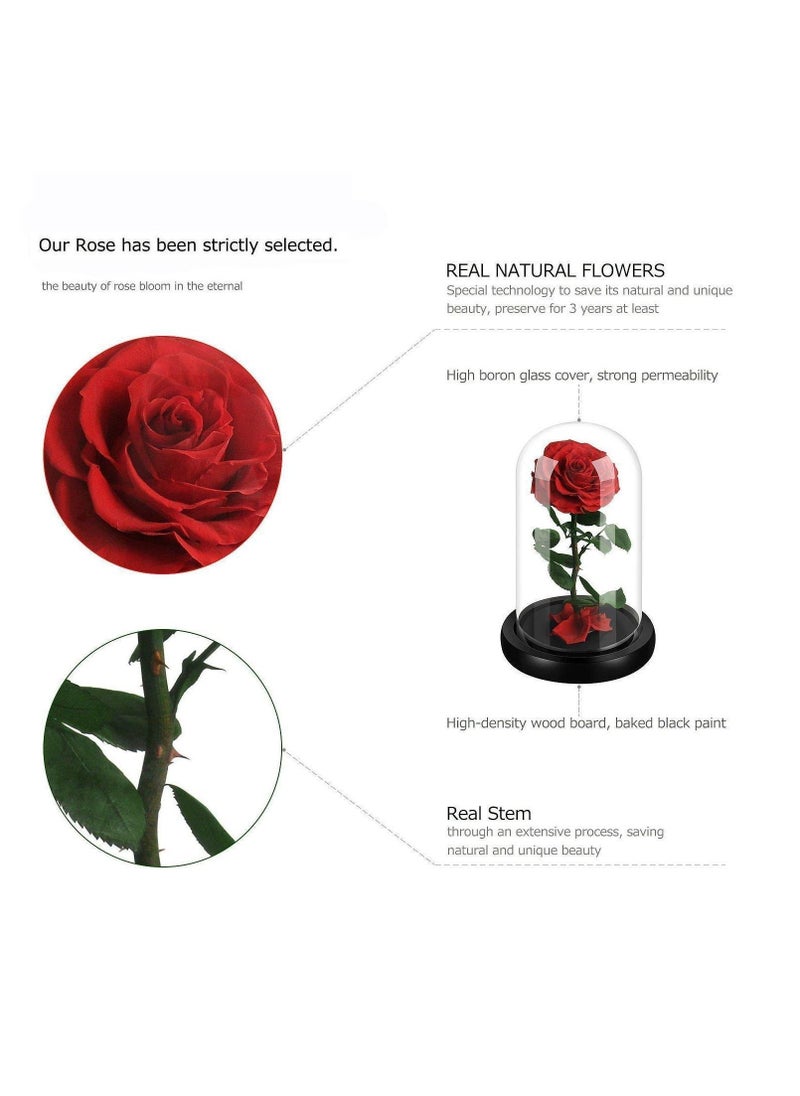 Y&D - Handmade Preserved Flowers Forever Roses in Glass Natural Eternal Never Withered  (Red) - Image 1