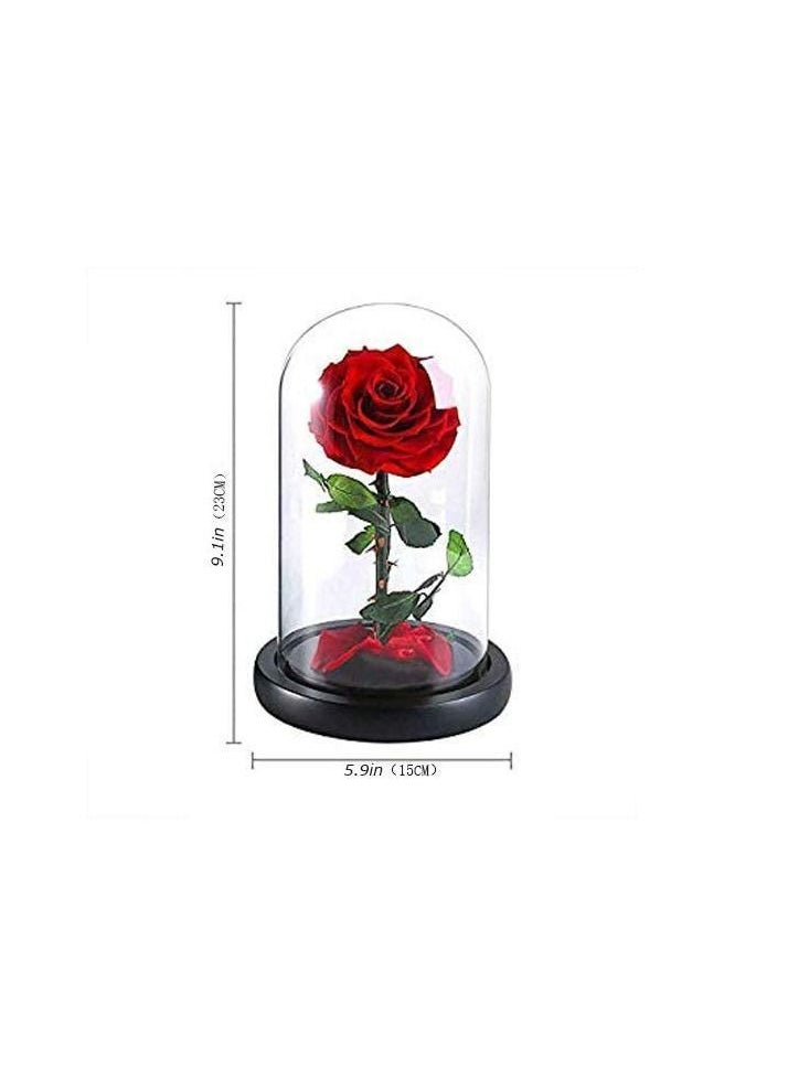 Y&D - Handmade Preserved Flowers Forever Roses in Glass Natural Eternal Never Withered  (Red) - Image 1