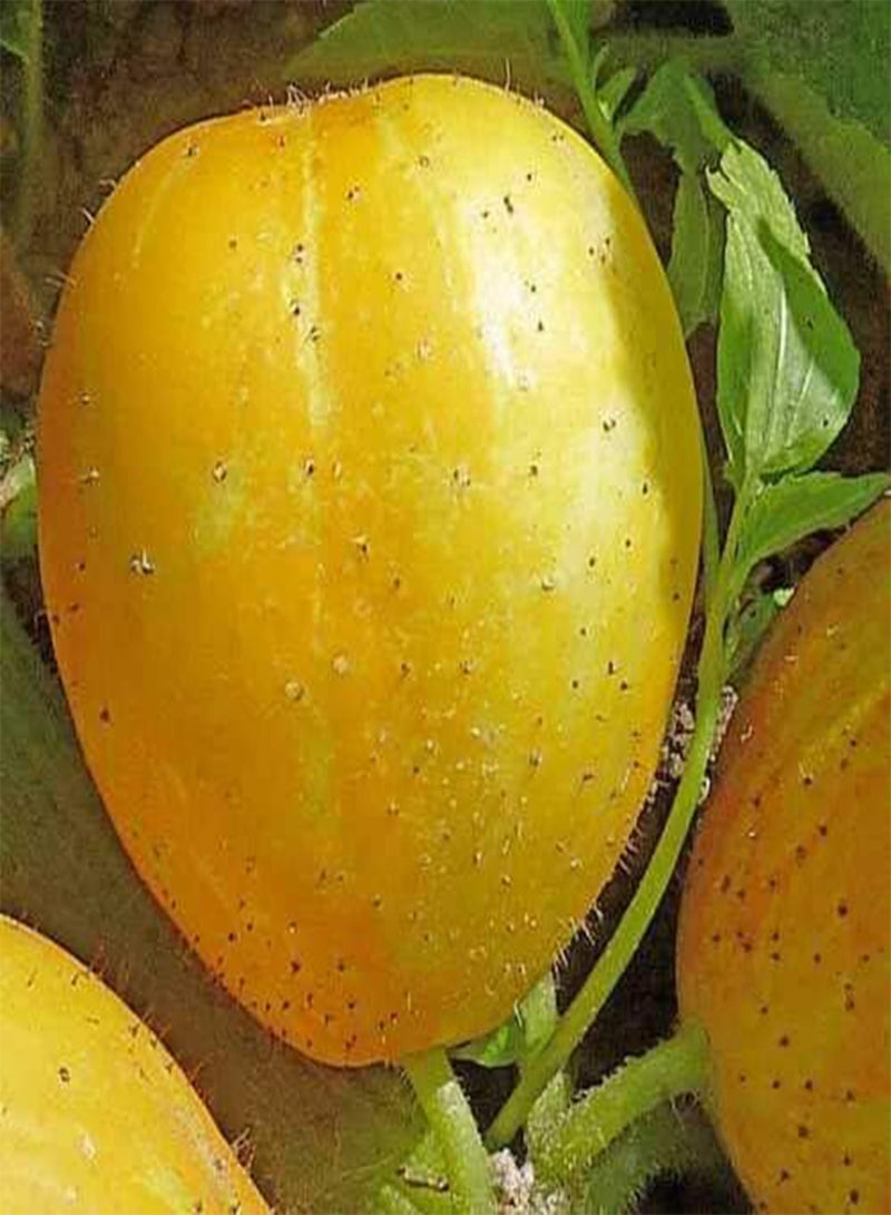 25 Seeds of Crystal Lemon Cucumber