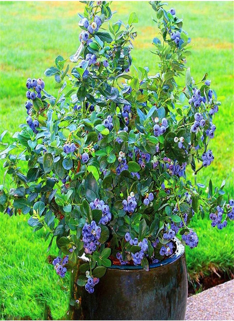 GGOOT - 100Pcs/Bag Blueberry Seeds Succulent Nutritious Mini Georgic Natural Fruit Seeds for Garden - Blueberry Seeds - Image 1