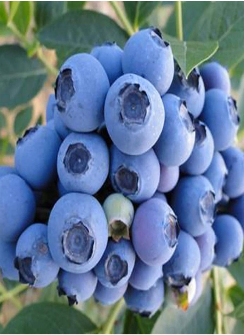 GGOOT - 100Pcs/Bag Blueberry Seeds Succulent Nutritious Mini Georgic Natural Fruit Seeds for Garden - Blueberry Seeds - Image 1