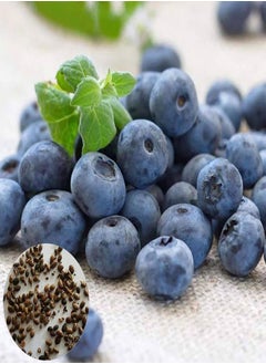 100Pcs/Bag Blueberry Seeds Succulent Nutritious Mini Georgic Natural Fruit Seeds for Garden - Blueberry Seeds