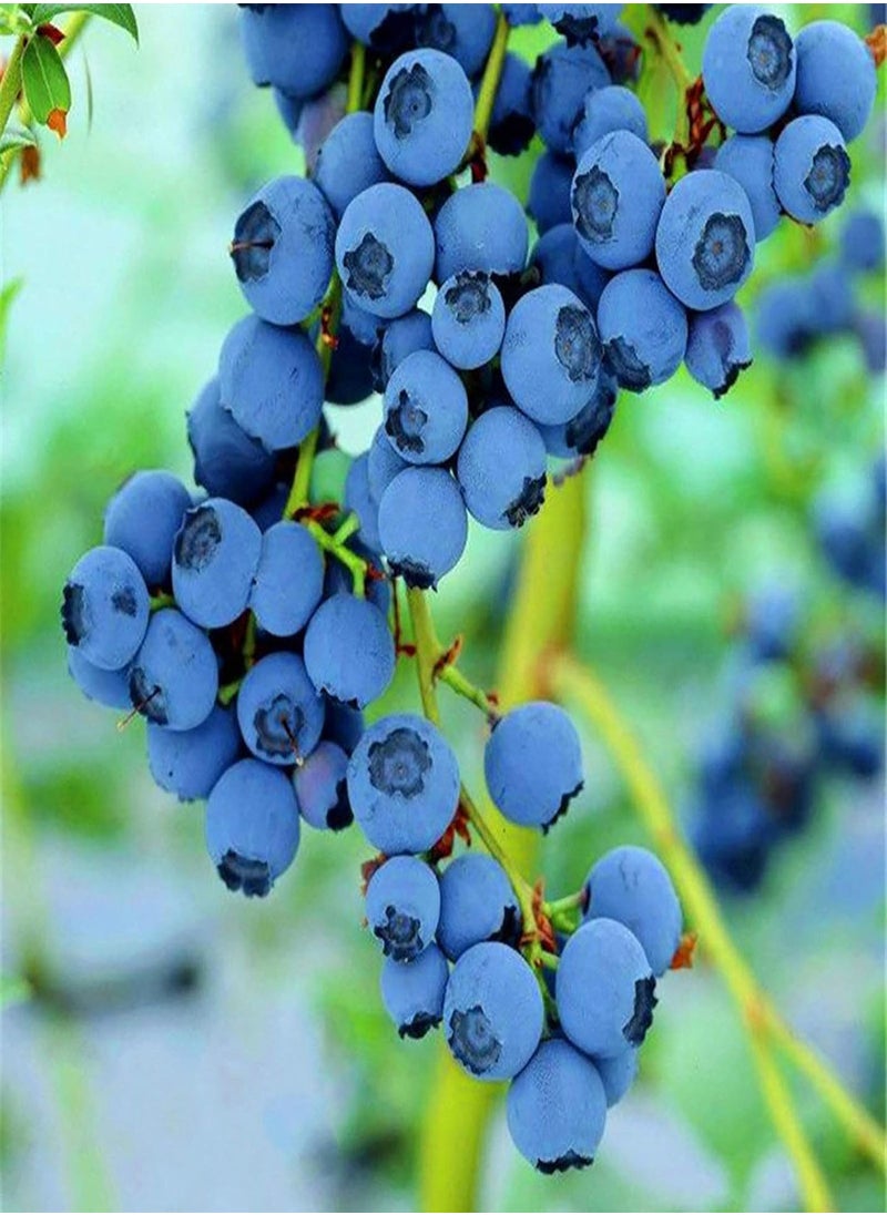 GGOOT - 100Pcs/Bag Blueberry Seeds Succulent Nutritious Mini Georgic Natural Fruit Seeds for Garden - Blueberry Seeds - Image 1