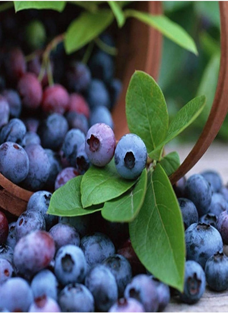 GGOOT - 100Pcs/Bag Blueberry Seeds Succulent Nutritious Mini Georgic Natural Fruit Seeds for Garden - Blueberry Seeds - Image 1