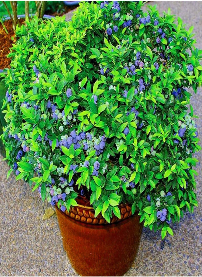 GGOOT - 100Pcs/Bag Blueberry Seeds Succulent Nutritious Mini Georgic Natural Fruit Seeds for Garden - Blueberry Seeds - Image 1