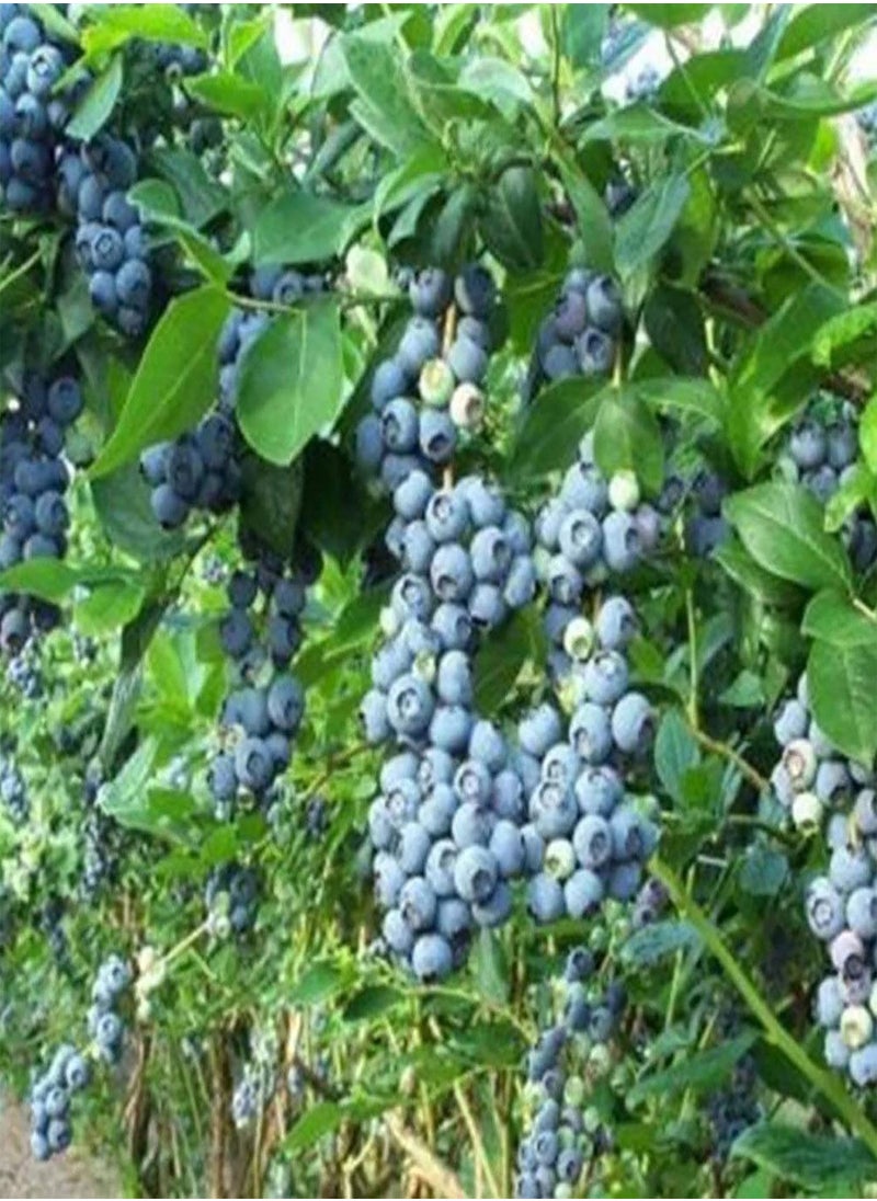 GGOOT - 100Pcs/Bag Blueberry Seeds Succulent Nutritious Mini Georgic Natural Fruit Seeds for Garden - Blueberry Seeds - Image 1