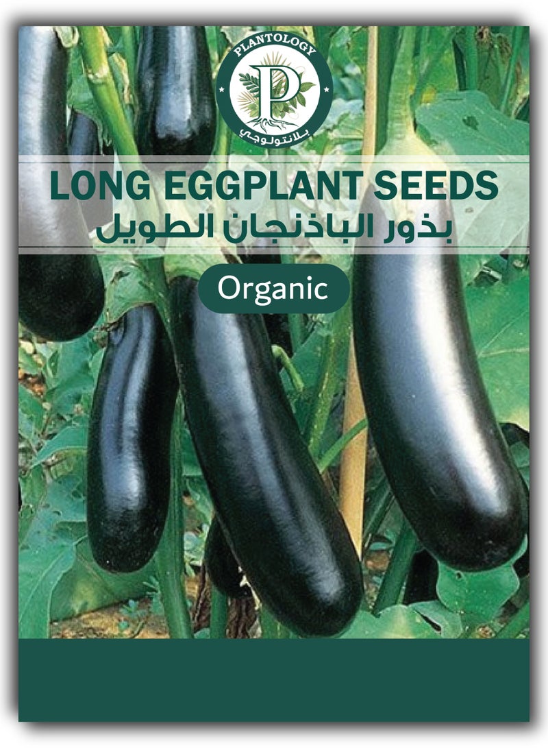 بذور باذنجان طويل للزراعة - بذور باذنجان - عبوتان - Image 1