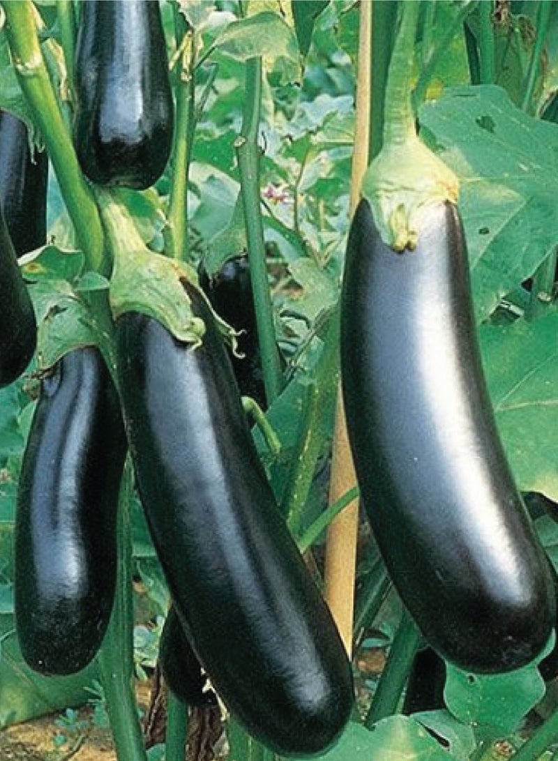 بذور باذنجان طويل للزراعة - بذور باذنجان - عبوتان - Image 2
