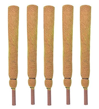 COIR GARDEN Coir Moss Stick/Coco Pole for Climbing Money Plants, Indoor and Outdoor Plants, 2.5 ft, 76 cm - Set of 5 - Image 1