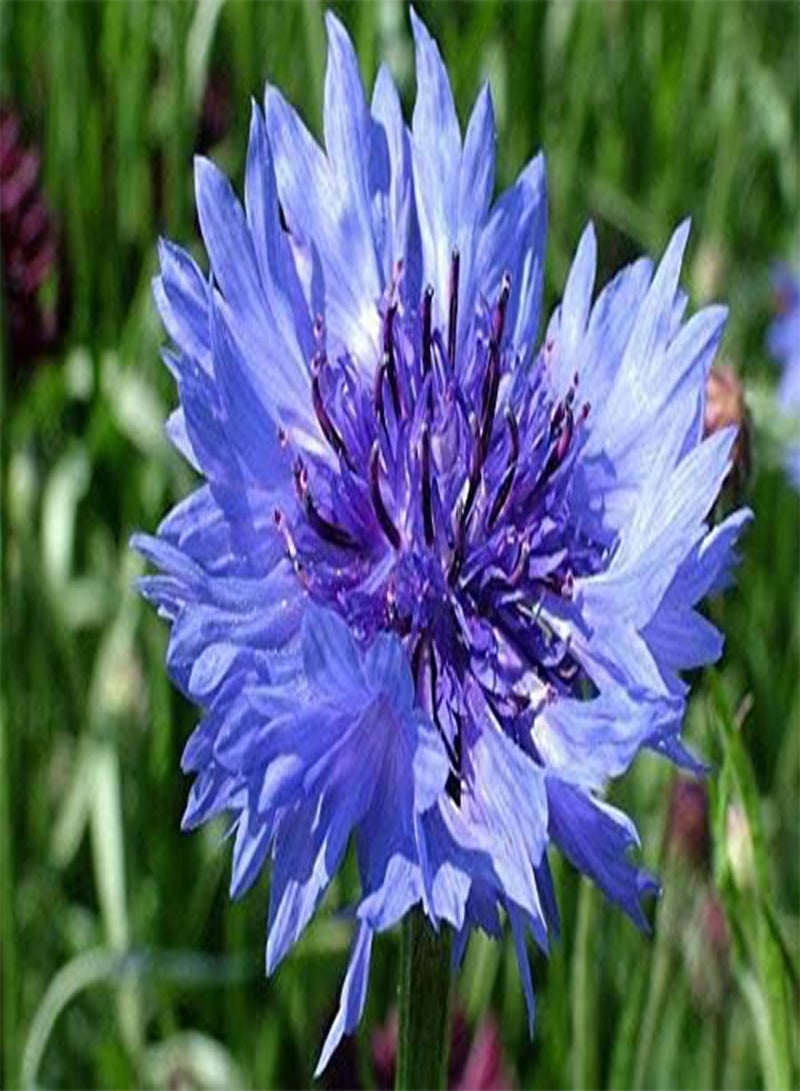 GGOOT Wild Cornflower, Approx, 100 Seeds Fairy Garden, Wild Flower Seed - Image 1