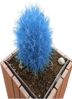 100Pcs Burning Bush Kochia Scoparia Grass Seeds Home Garden Planting Bonsai Decor - Blue - Flower Seeds Vegetable Seeds Fruit Seeds Garden Plant Seeds