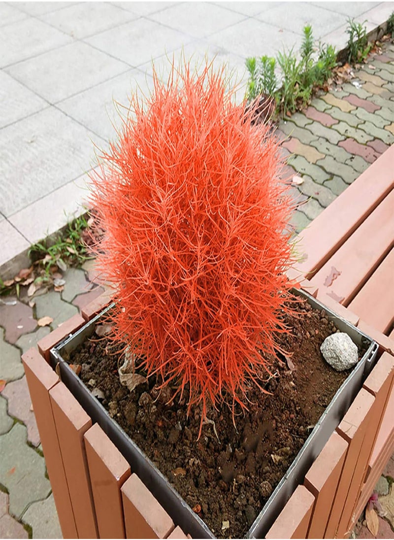 GGOOT - 100Pcs Burning Bush Kochia Scoparia Grass Seeds Home Garden Planting Bonsai Decor - Blue - Flower Seeds Vegetable Seeds Fruit Seeds Garden Plant Seeds - Image 1