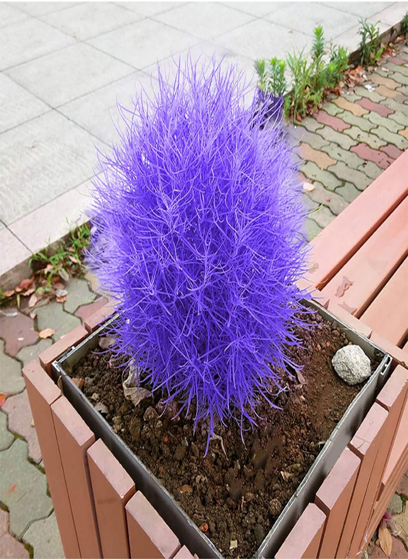 GGOOT - 100Pcs Burning Bush Kochia Scoparia Grass Seeds Home Garden Planting Bonsai Decor - Blue - Flower Seeds Vegetable Seeds Fruit Seeds Garden Plant Seeds - Image 1