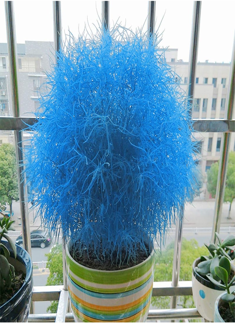 GGOOT - 100Pcs Burning Bush Kochia Scoparia Grass Seeds Home Garden Planting Bonsai Decor - Blue - Flower Seeds Vegetable Seeds Fruit Seeds Garden Plant Seeds - Image 1