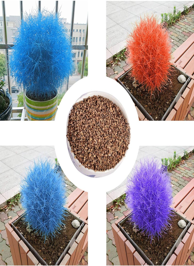 GGOOT - 100Pcs Burning Bush Kochia Scoparia Grass Seeds Home Garden Planting Bonsai Decor - Blue - Flower Seeds Vegetable Seeds Fruit Seeds Garden Plant Seeds - Image 1