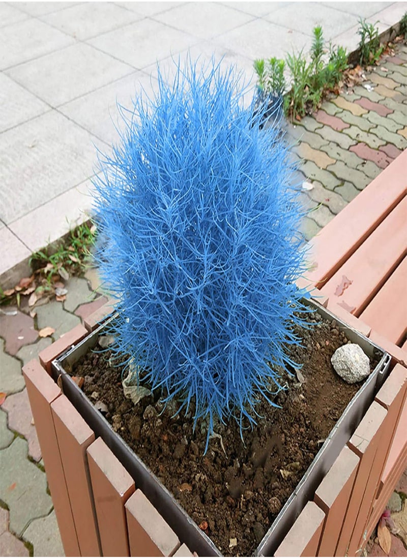 GGOOT - 100Pcs Burning Bush Kochia Scoparia Grass Seeds Home Garden Planting Bonsai Decor - Blue - Flower Seeds Vegetable Seeds Fruit Seeds Garden Plant Seeds - Image 1